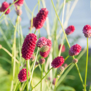 Krwiściąg lekarski Arnhem Sanguisorba officinalis