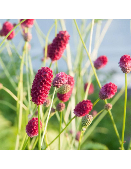 Krwiściąg lekarski Arnhem Sanguisorba officinalis