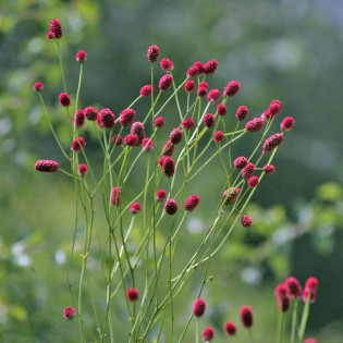 Krwiściąg lekarski Arnhem Sanguisorba officinalis 2