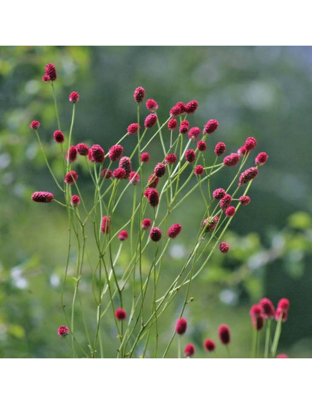 Arnhem Sanguisorba officinalis Krwiściąg lekarski