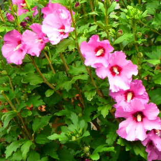 Hibiscus syriacus Ketmia syryjska Mauve Queen 2