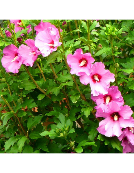 Ketmia syryjska Mauve Queen Hibiscus syriacus