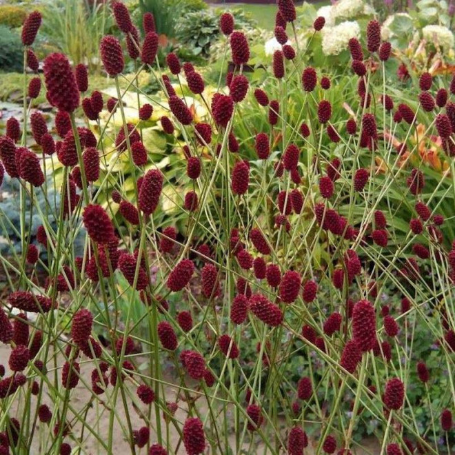 Krwiściąg lekarski Sanguisorba officinalis Arnhem