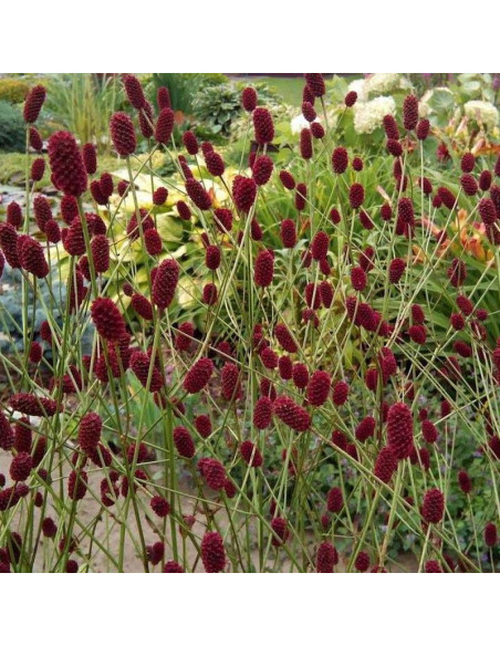 Krwiściąg lekarski Sanguisorba officinalis Arnhem