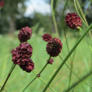 Sanguisorba officinalis Krwiściąg lekarski 2