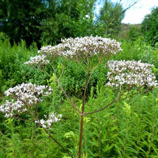 Kozłek lekarski Valeriana officinalis