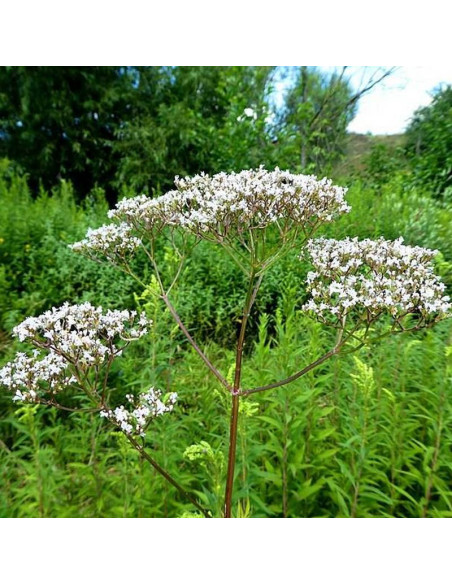 Kozłek lekarski Valeriana officinalis