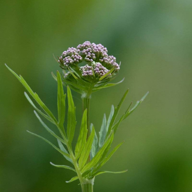 Valeriana officinalis Kozłek lekarski