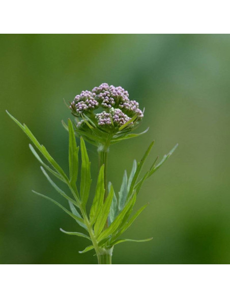 Valeriana officinalis Kozłek lekarski