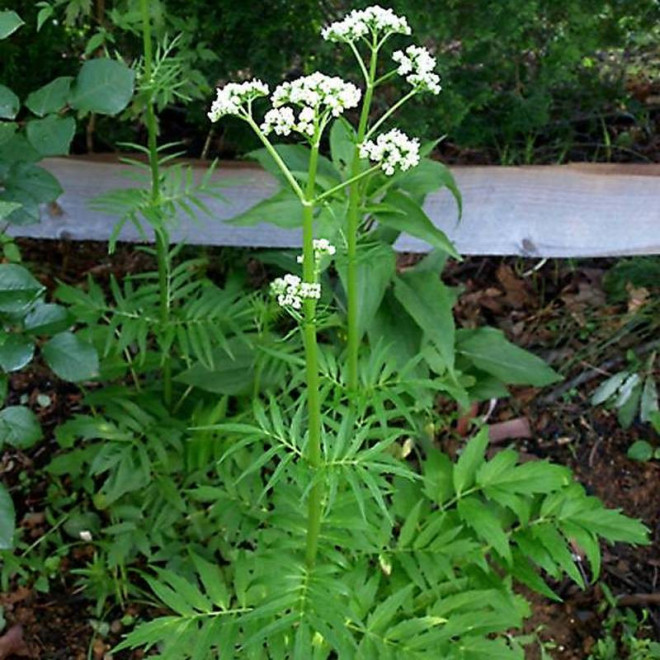 Lekarski kozłek Valeriana officinalis