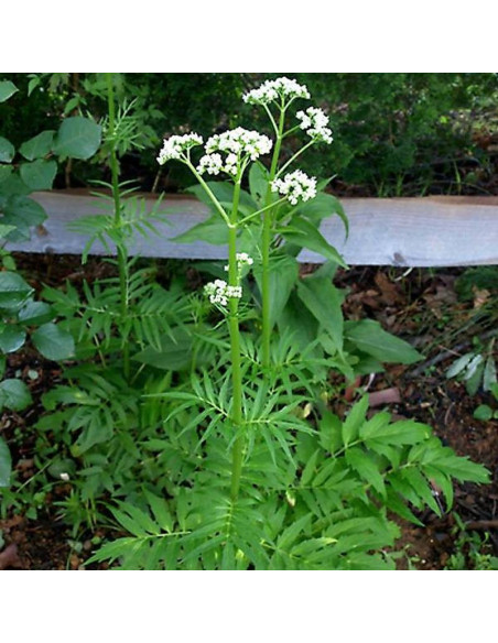 Lekarski kozłek Valeriana officinalis