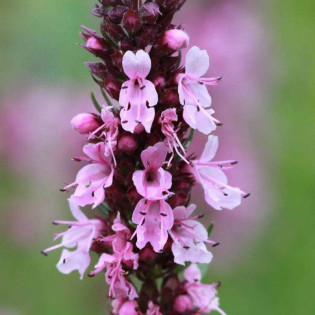Roseus Hyssopus officinalis Hyzop lekarski