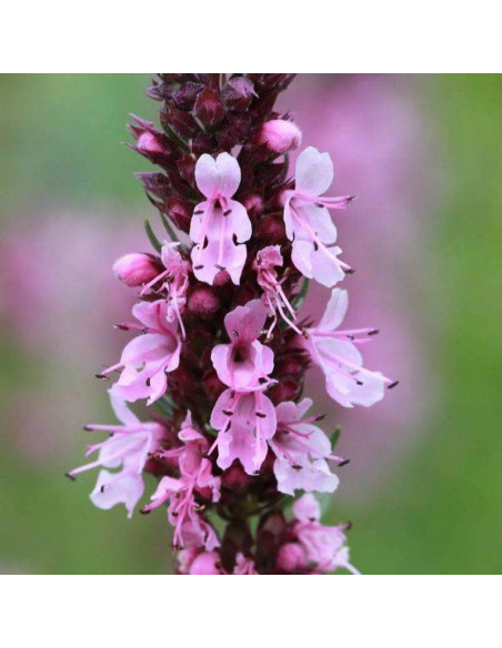 Roseus Hyssopus officinalis Hyzop lekarski