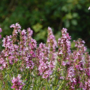 Roseus Hyssopus officinalis Hyzop lekarski 2