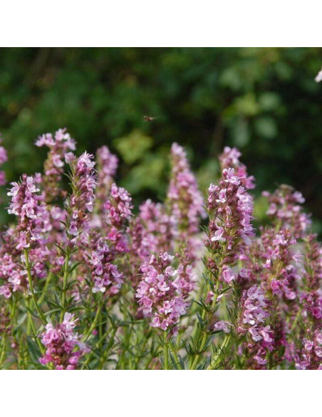 Hyzop lekarski Roseus Hyssopus officinalis