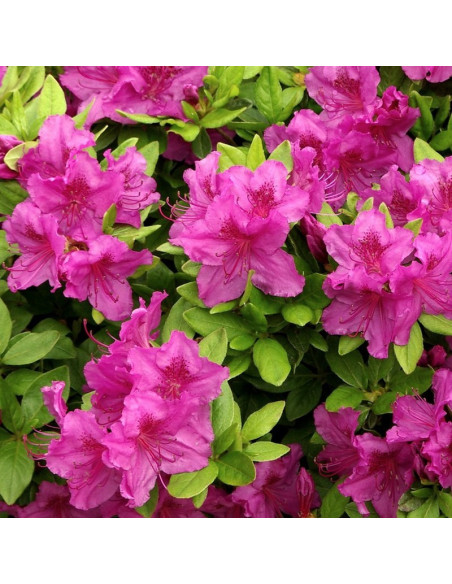 Azalia japońska Konigstein Rhododendron obtusum