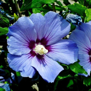Ketmia syryjska Oiseau Bleu Hibiscus syriacus