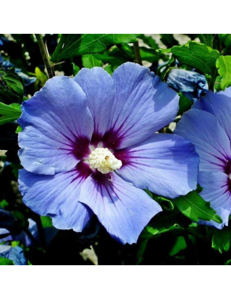 Ketmia syryjska Oiseau Bleu Hibiscus syriacus