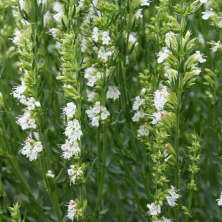 Hyzop lekarski Albus Hyssopus officinalis - Szkółka Florela
