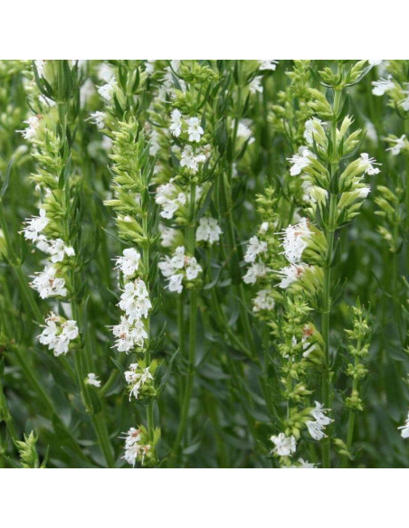 Hyzop lekarski Albus Hyssopus officinalis - Szkółka Florela