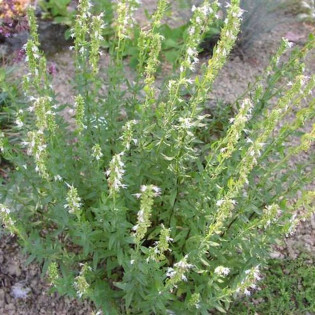 Hyzop lekarski Albus Hyssopus officinalis - Szkółka Florela 2