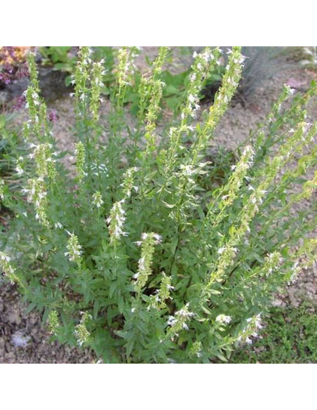 Albus Hyssopus officinalis Hyzop lekarski