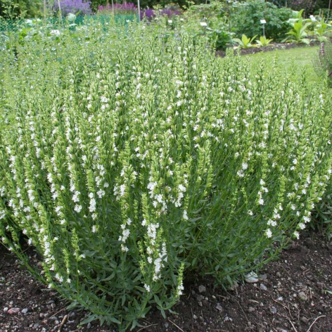 Hyzop lekarski Hyssopus officinalis Albus