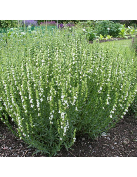 Hyzop lekarski Hyssopus officinalis Albus