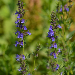 Hyzop lekarski Hyssopus officinalis