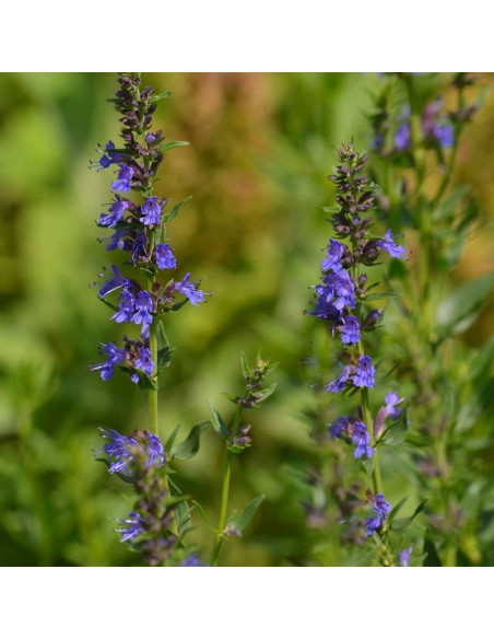 Hyzop lekarski Hyssopus officinalis