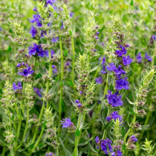 Hyzop lekarski Hyssopus officinalis 2