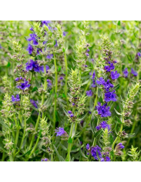 Hyssopus officinalis Hyzop lekarski