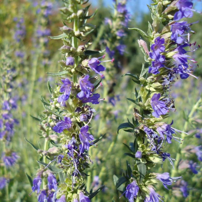 Lekarski hyzop Hyssopus officinalis