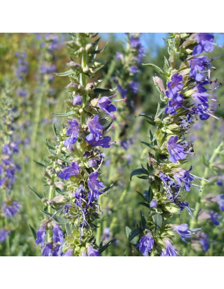 Lekarski hyzop Hyssopus officinalis