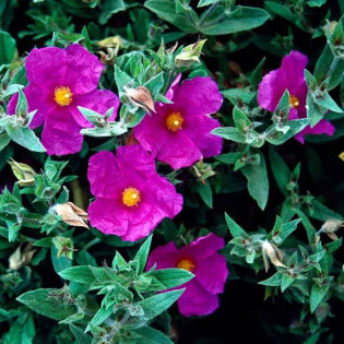 Czystek opruszony Sunset Cistus ×pulverulentus