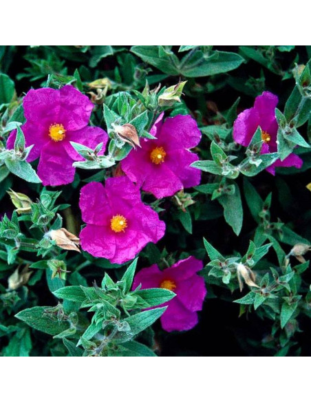Czystek opruszony Sunset Cistus ×pulverulentus
