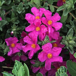 Czystek opruszony Sunset Cistus ×pulverulentus 2
