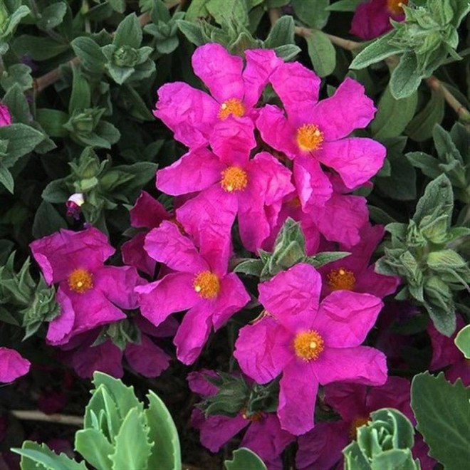 Sunset Cistus ×pulverulentus Czystek opruszony
