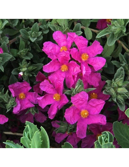 Sunset Cistus ×pulverulentus Czystek opruszony