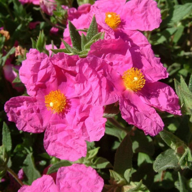 Czystek opruszony  Cistus ×pulverulentus Sunset