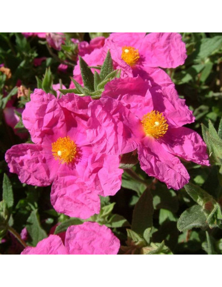 Czystek opruszony  Cistus ×pulverulentus Sunset