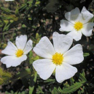Cistus monspeliensis Czystek monspelijski
