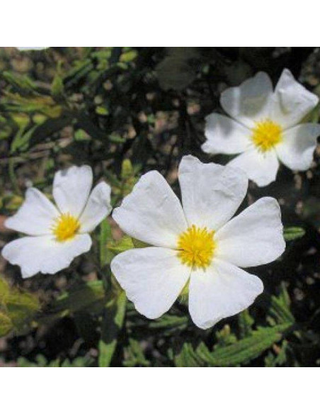 Cistus monspeliensis Czystek monspelijski