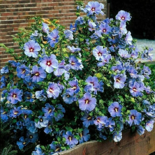 Ketmia syryjska Oiseau Bleu Hibiscus syriacus 2