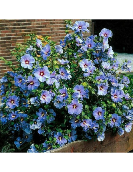 Hibiscus syriacus Ketmia syryjska Oiseau Bleu