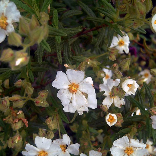 Czystek monspelijski Cistus monspeliensis