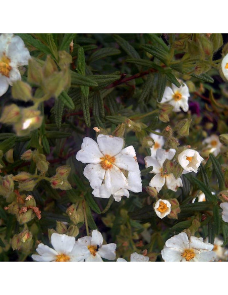 Czystek monspelijski Cistus monspeliensis