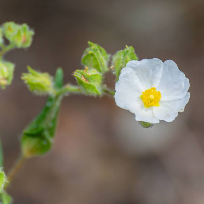 Monspelijski czystek  Cistus monspeliensis