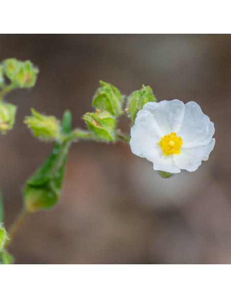 Monspelijski czystek  Cistus monspeliensis
