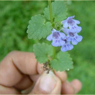 Bluszczyk kurdybanek Glechoma hederacea